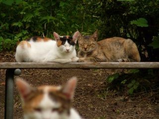昼寝猫