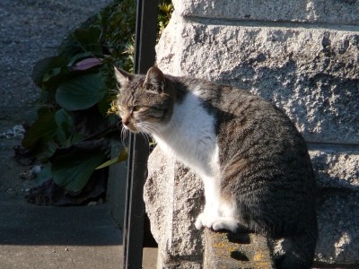 門猫