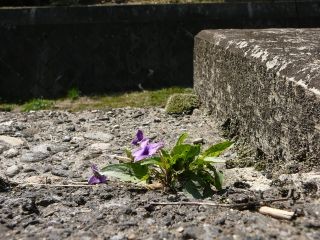 紫