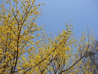 黄色