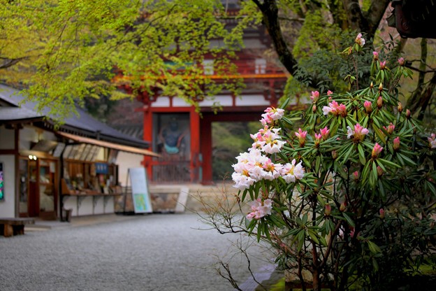 Photos: 石楠花のお寺