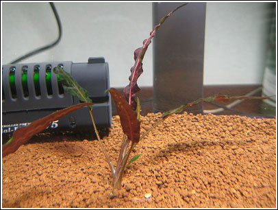 またしても普通に植え込み(笑)