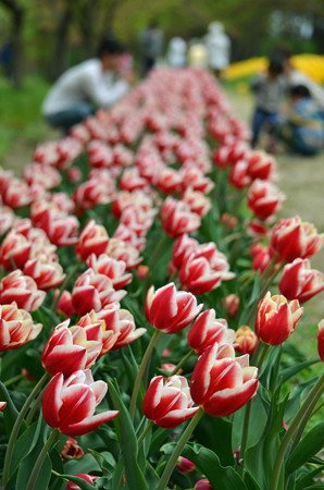 14050325tulip20l