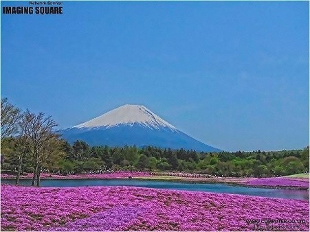 富士芝桜(HDRアートクラフト・弱)