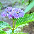 寂しげな紫陽花