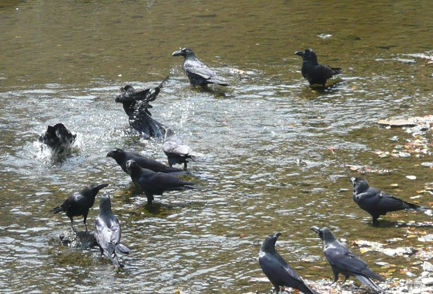 カラスの行水 写真共有サイト フォト蔵