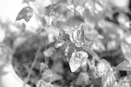 IMGP3854_s