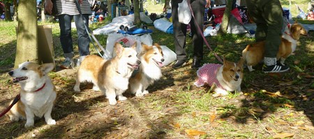 コギオフ