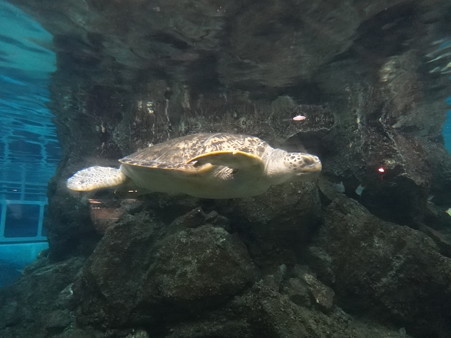ウミガメ (2)