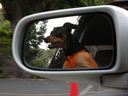 驚く犬