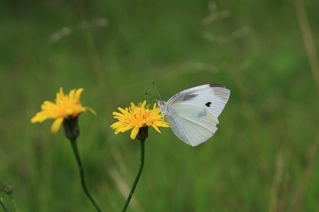 2012.06.23 和泉川 ブタナにモンシロチョウ