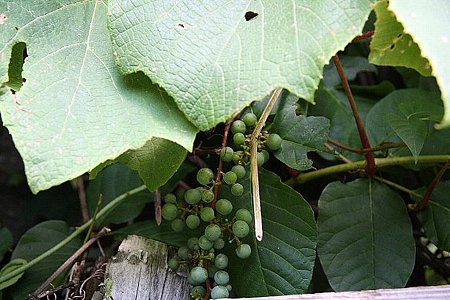 2008.08.10　平湯　神の湯　山葡萄