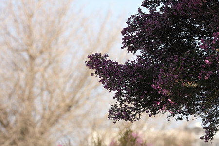 2009.02.14　イタリア山庭園　花