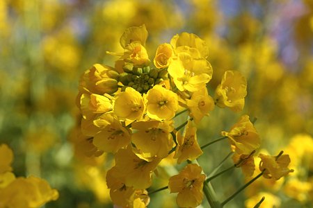 2009.02.21　松田山ハーブガーデン　菜の花