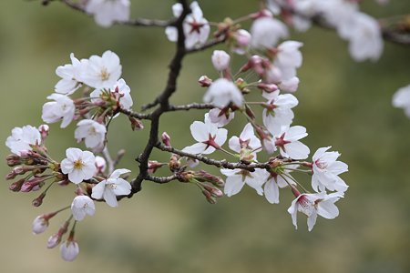 2009.03.28　染井吉野　開花
