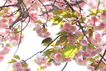 2014.04.25　和泉川　ヤエザクラへメジロ