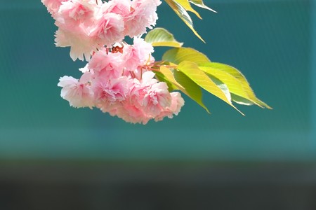2014.04.26　和泉川　ヤエザクラ