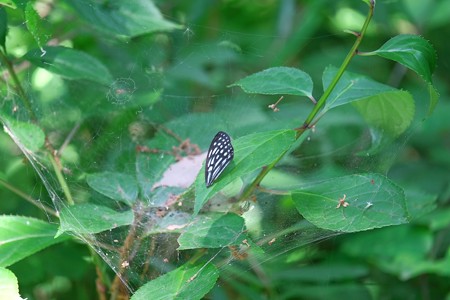 2014.06.01　瀬谷市民の森　制空権