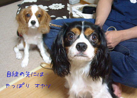 オヤツ