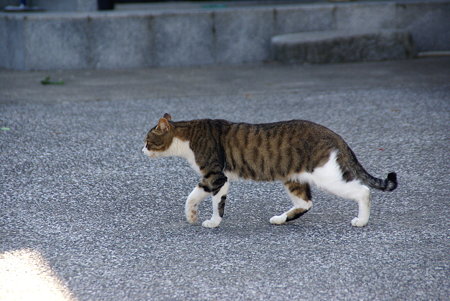 おさんぽ~♪ 漁港で愛されてる猫・・2