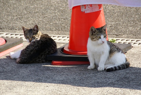 仔猫たち・・　漁港で愛されてる猫・・４