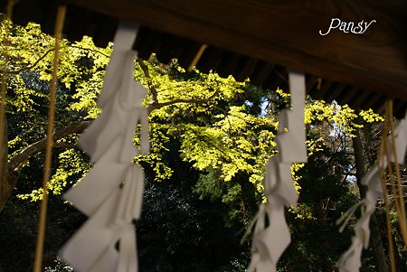 手水舎からみえた新緑・・
