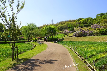 横須賀しょうぶ園-008
