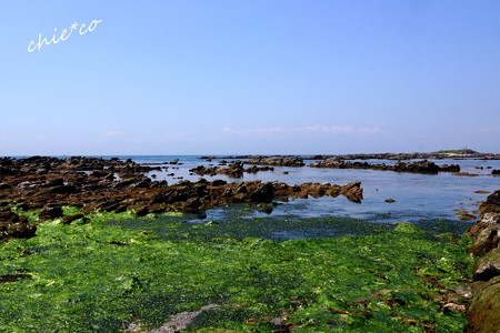 海藻と・・岩礁のうみ・・