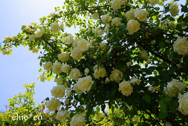 横浜 English Garden-166