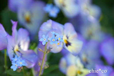 横浜 English Garden-035