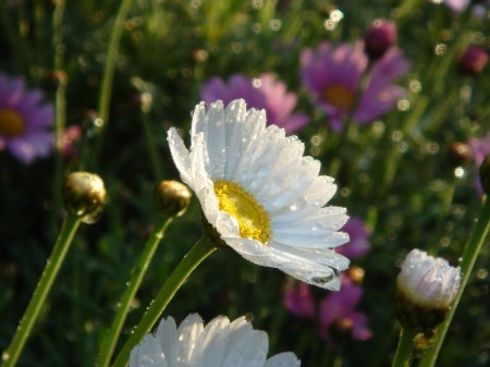花しずく 白いマーガレット