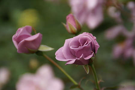 ブルーな薔薇・・・秋はひときわ美しい・・・