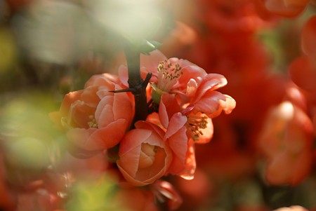 木瓜の花もらんまん~♪