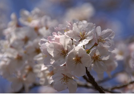 桜爛漫~♪