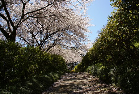 桜の径・・