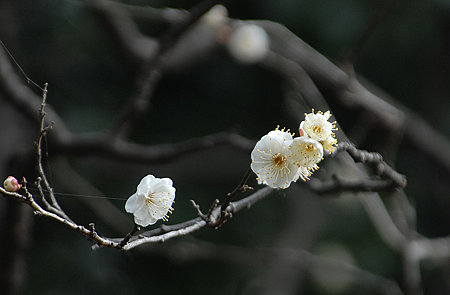 白梅2
