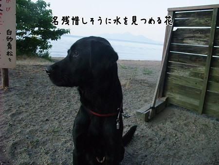 花お別れだよ