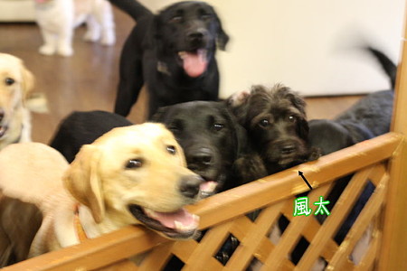 風太も参加