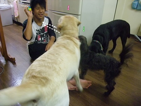 何故か同じボールを欲しがる2頭