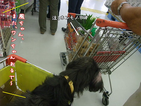 ホンモノ