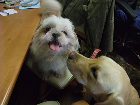 保護犬シーズー「スナリ」