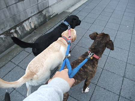 3頭引き