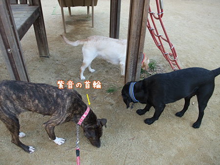 名前はエマなのに・・・