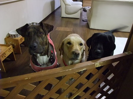 3頭だけはこっち側