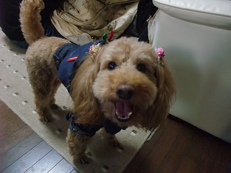 母の犬・・・ハッピー