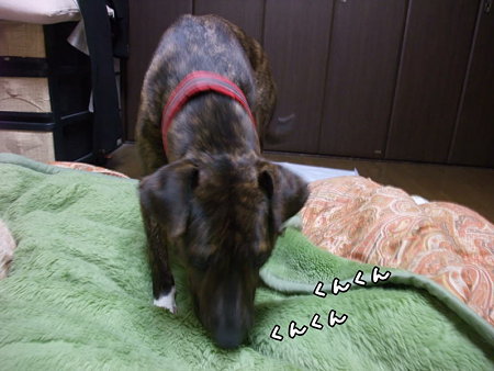 くんくん