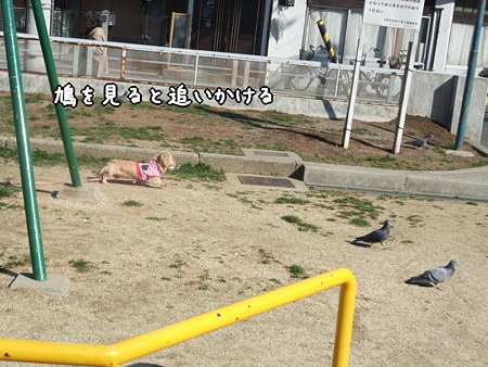 どうやら鳩好き?