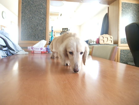 机の上に避難