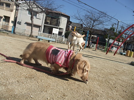 公園でにおい嗅ぎ