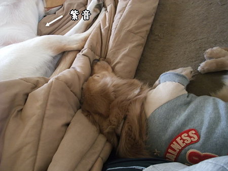 紫音がいても…